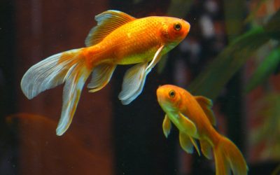 Les aquariums intelligents : Comment la technologie transforme le monde aquatique