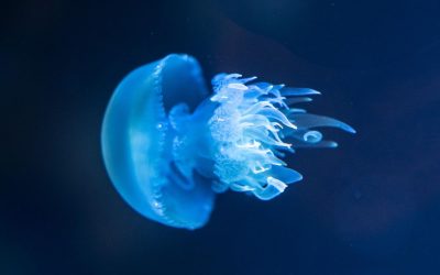 Votre poisson est-il déprimé ? Les signes évidents que vous ignorez