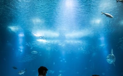 Découvrez les secrets fascinants de l&rsquo;aquarium : de la vie marine à la préservation de l&rsquo;écosystème