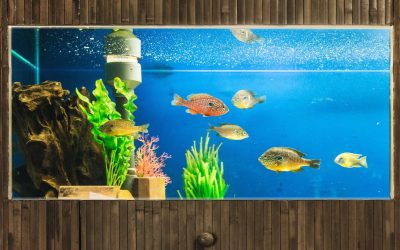 Les mystères cachés de votre aquarium : Ce que votre poisson ne vous dit pas