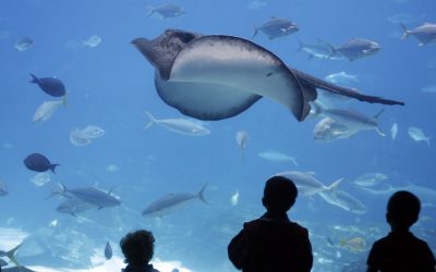 Pourquoi les aquariums sont la thérapie par le silence du XXIe siècle