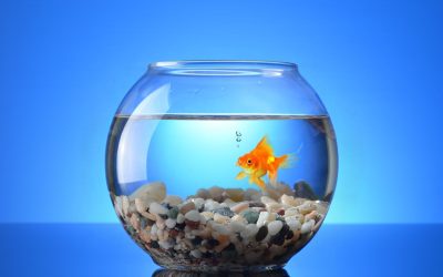 Les aquariums sauvent-ils vraiment les espèces menacées ? Révélations choquantes