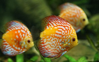 Les Aquariums Peuvent-ils Sauver Nos Océans en Péril ?
