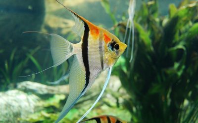 Les mystérieux pouvoirs thérapeutiques des aquariums : mythe ou réalité ?