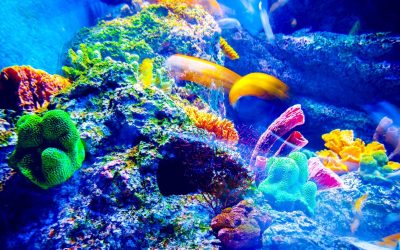 Aquariums et Intelligence Artificielle : Quand la Technologie Rencontre la Nature