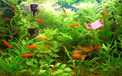 Les aquariums sont-ils les nouveaux zoos marins ? Enquête sur une tendance grandissante