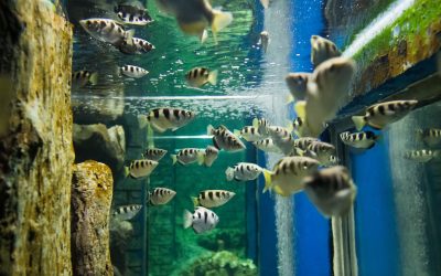 Les mystères d&rsquo;un aquarium : Quand les poissons deviennent des artistes