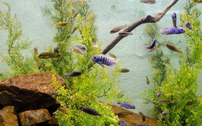 Les Aquariums Sous un Autre Angle : Comment Ils Influencent Notre Santé Mentale