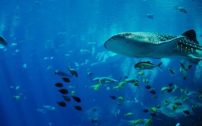 Les secrets obscurs des aquariums : ce qu’on ne vous dit jamais !