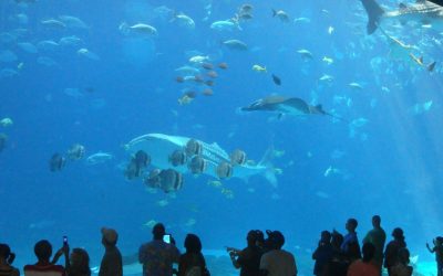 Les aquariums peuvent-ils sauver nos récifs coralliens menacés ?