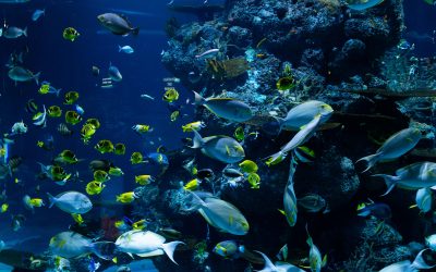 Les aquariums peuvent-ils vraiment apaiser votre stress ? La science répond